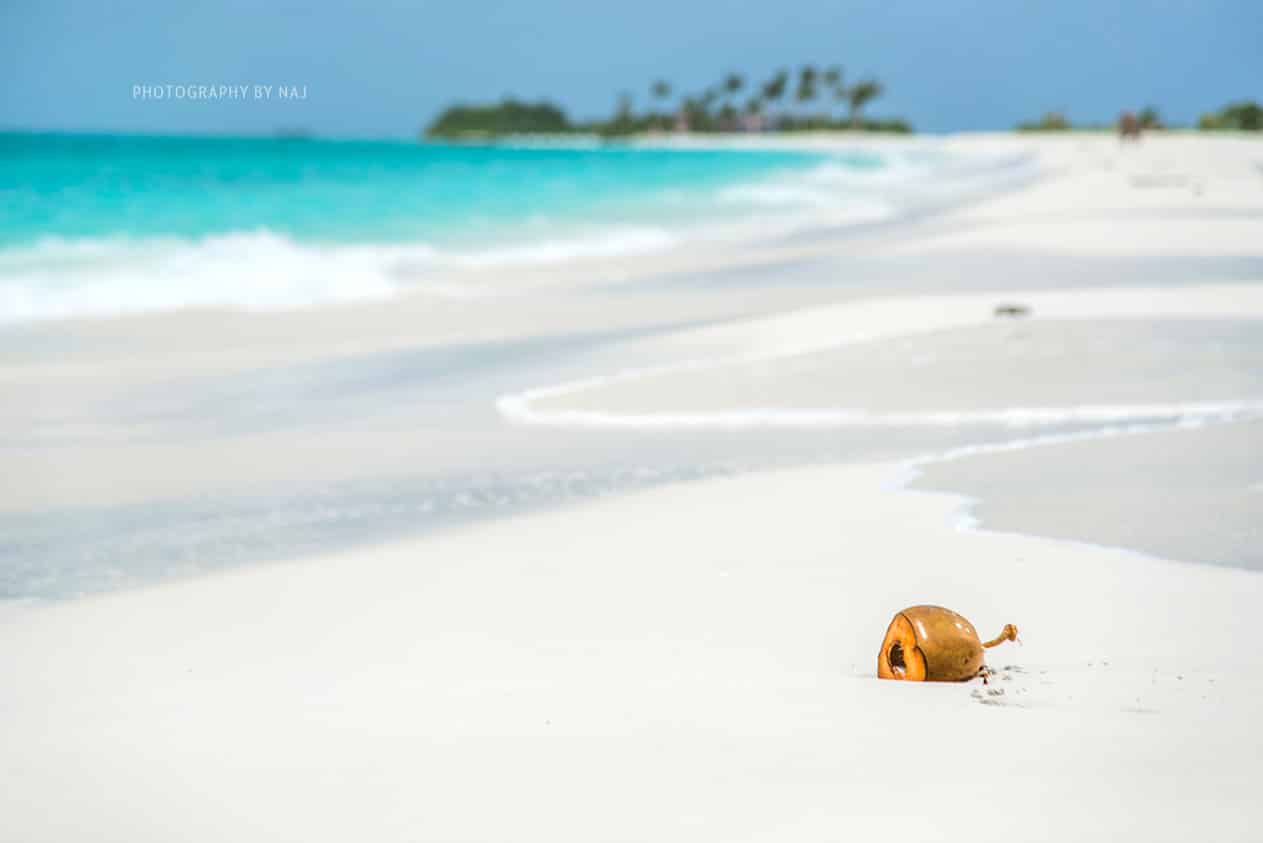 Coconut washed up on a sandbank in the Maldives
